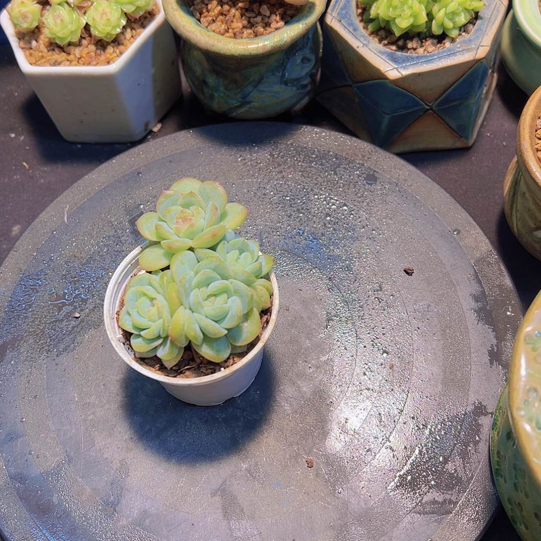 ?***?满月～静心，多肉植物，
