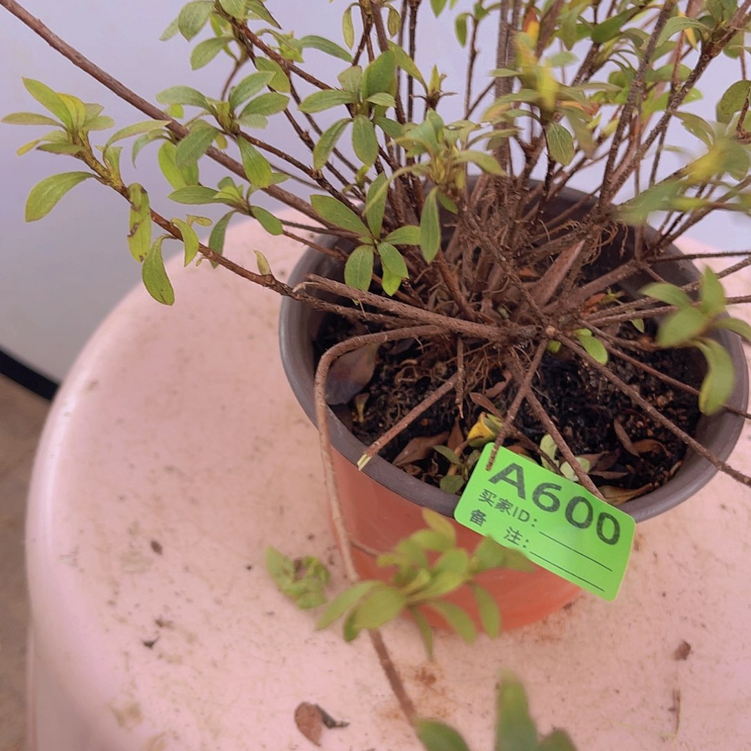 红陶直播时间一直一直