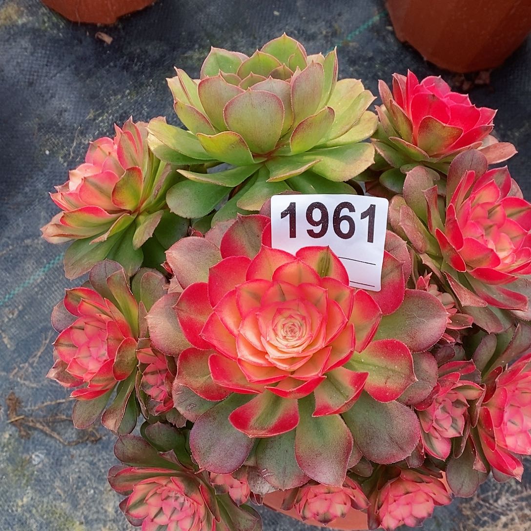 红陶1961荔枝阴阳4官服20以上