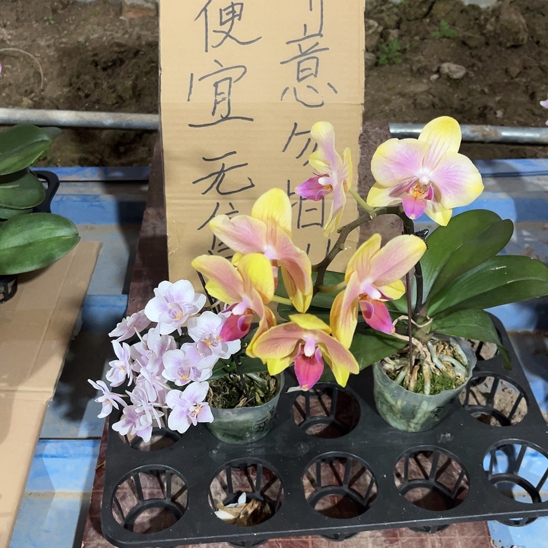 o***h完全开放蝴蝶兰2个 不售后