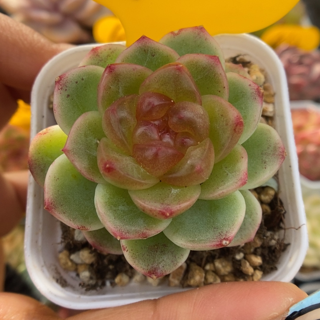 油透心珍妮可拍310号。  