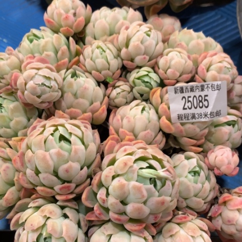 夏*贝瑞25085多肉