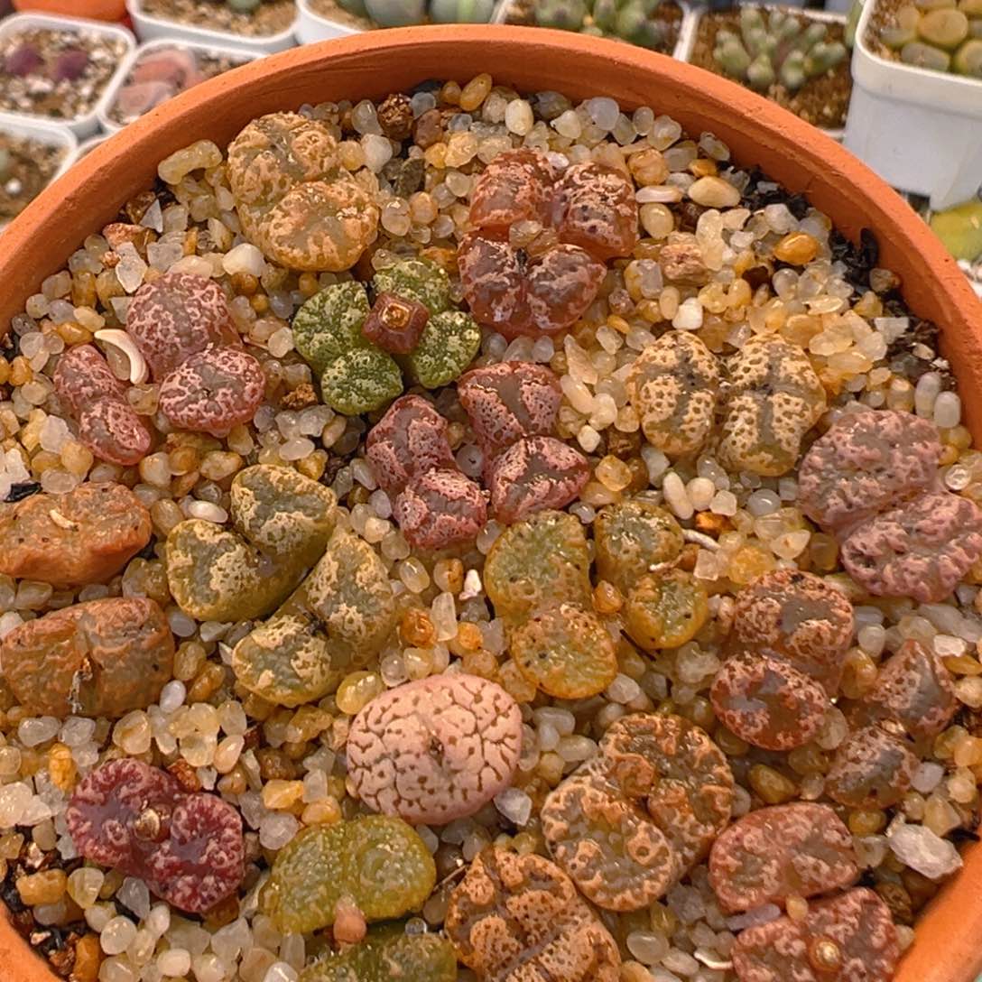 122多肉植物百科勋章