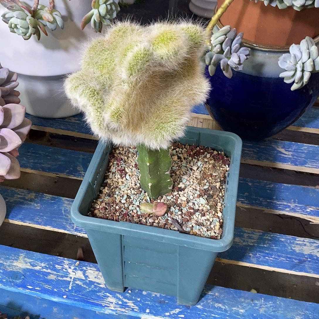 123456789炖肉炖肉植物