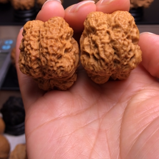 文玩核桃把件霸王龙脊16