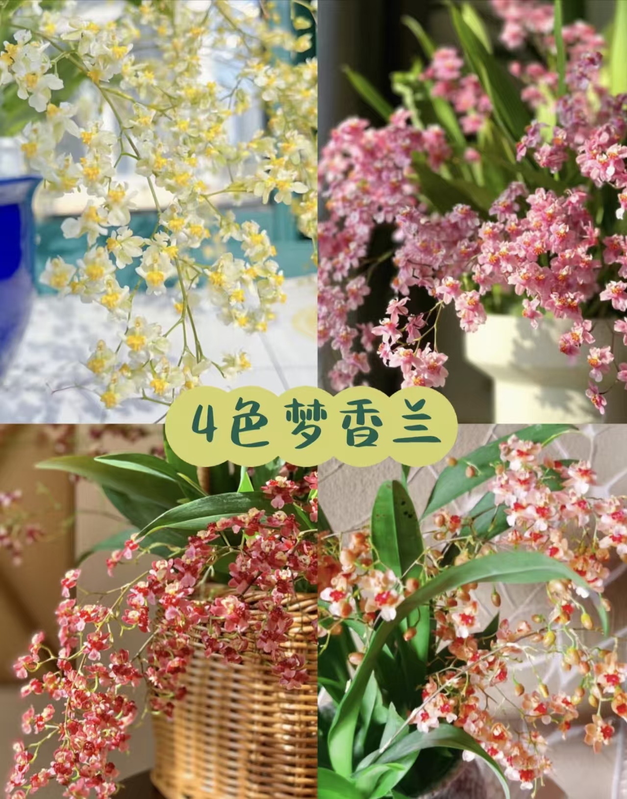 1号【一物一拍】梦香兰  浓香型 好种好养室内兰花