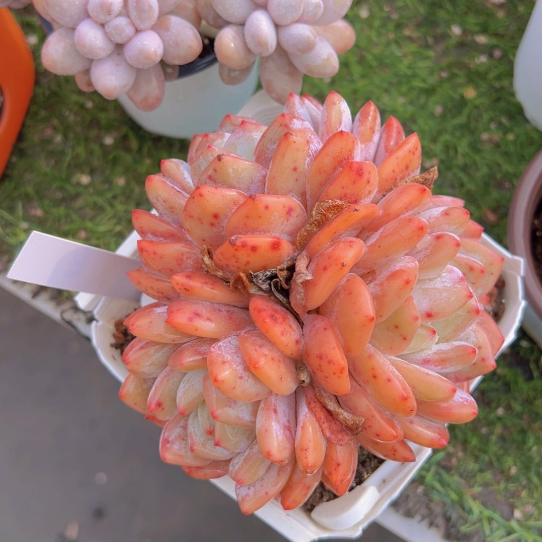 香玉的故事是一个人的