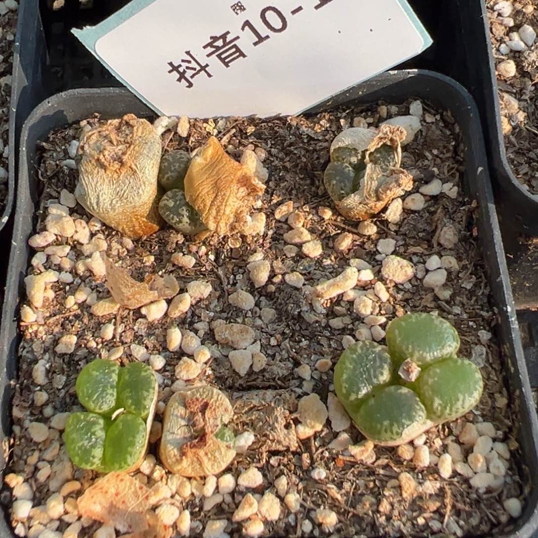 10-16肉锥多肉植物