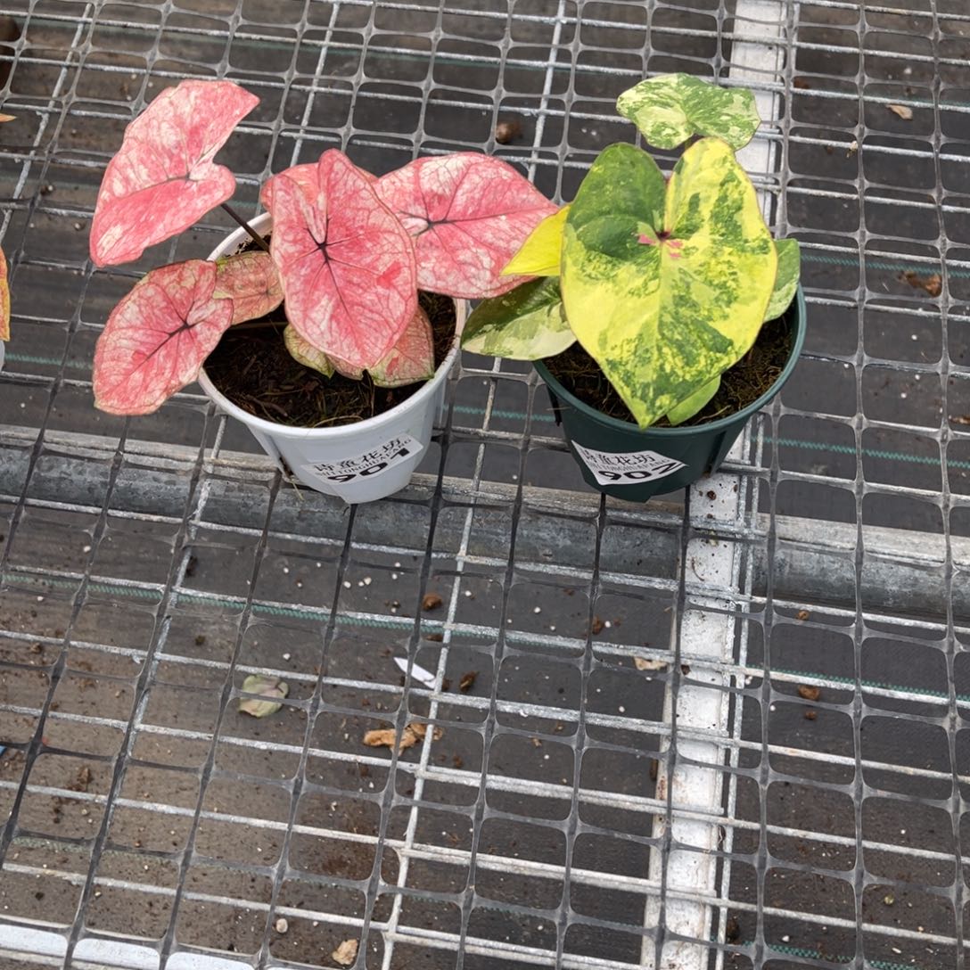 嘟***嘟无花朵           901.902六月星期二不包售后