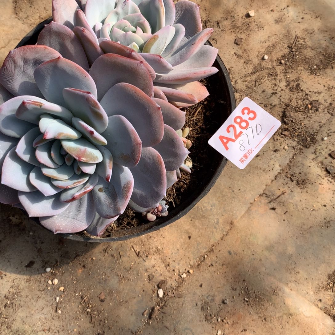 小***薯奶茶双头多肉植物