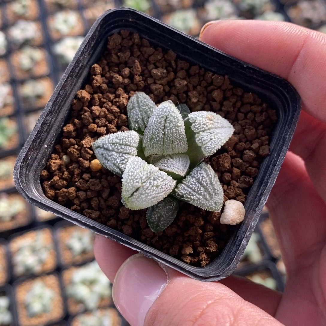 A***12649 十二卷一颗福利