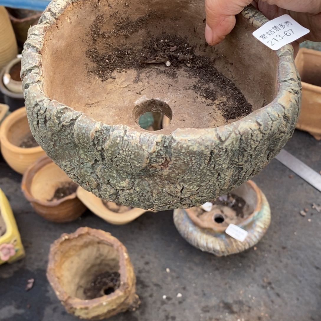 红陶心**飞67号多肉盆一个呀