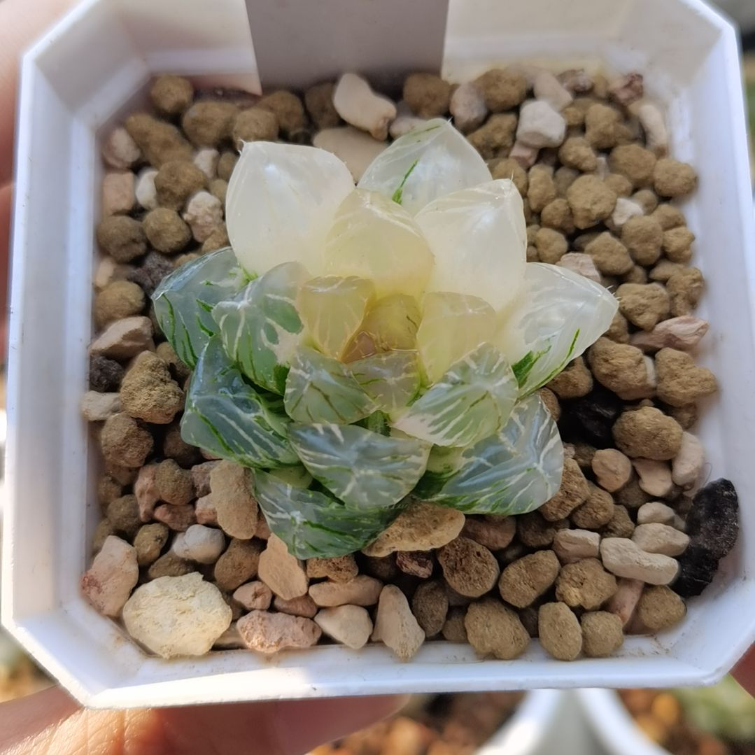 151号一物一拍带盆土发货