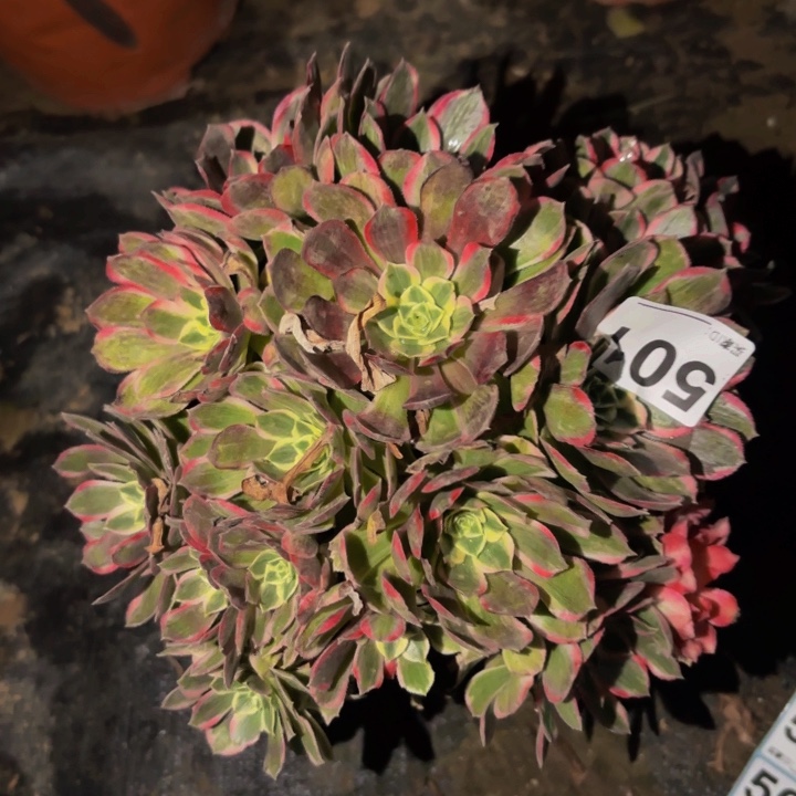 501玉芙蓉多肉植物不售后