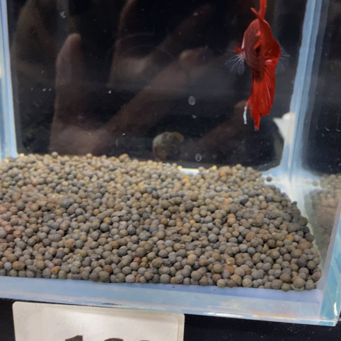 热带鱼公169巨斗