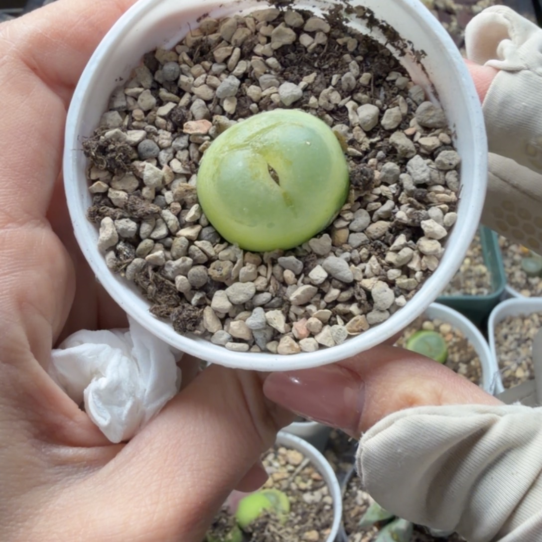 一颗拉登伤特福利479号