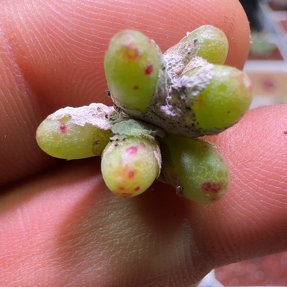 草莓斑马。        523