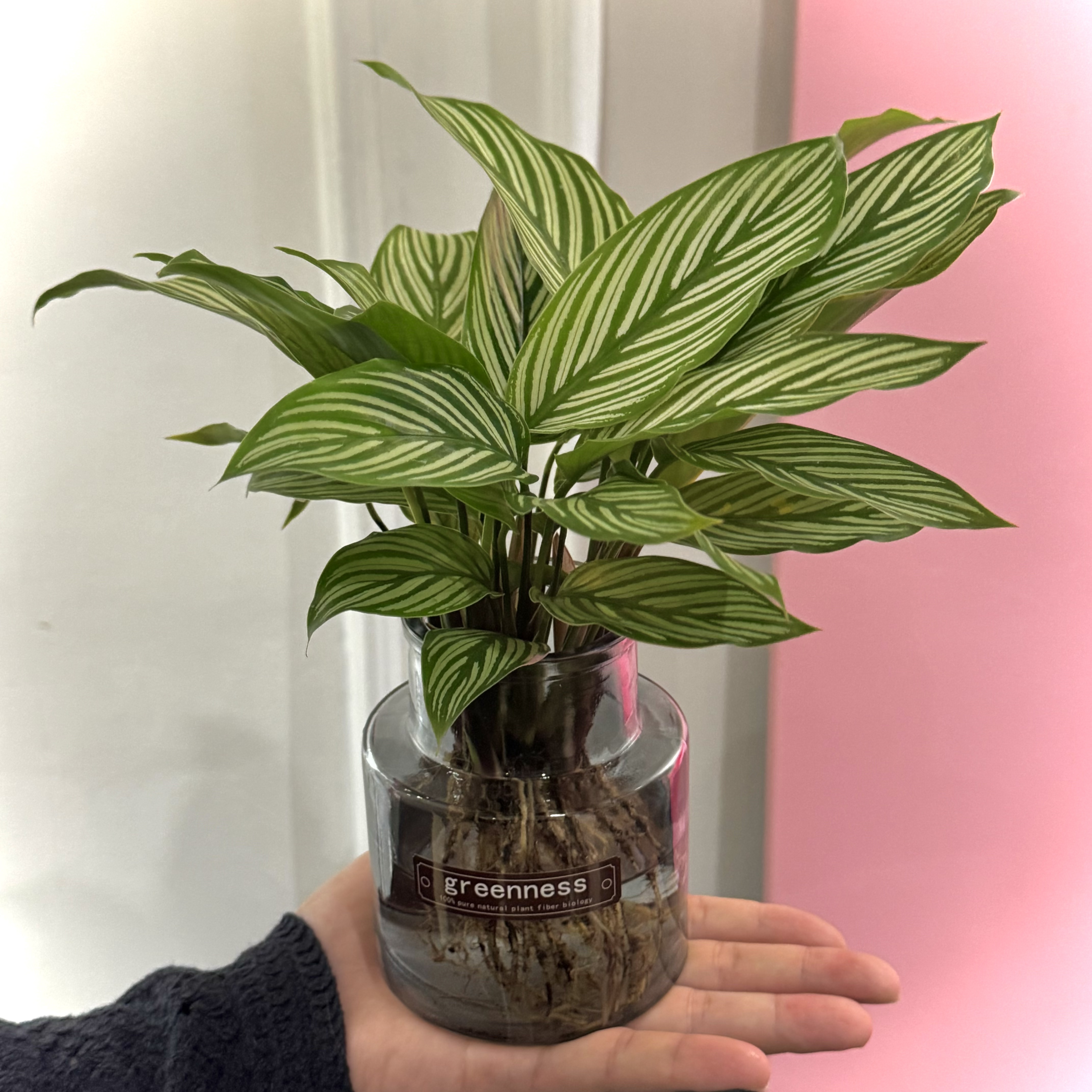 水培青纹竹芋盆栽办公室桌面植物常青常绿