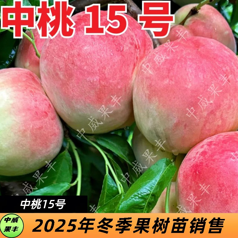 中桃15号白肉红毛桃 6月中旬 脆甜浓香适合大面积发展