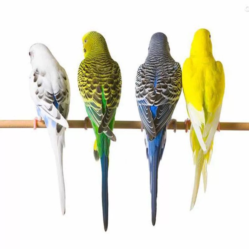 微瑕虎皮鹦鹉少毛短尾手养亲人观赏宠物鸟