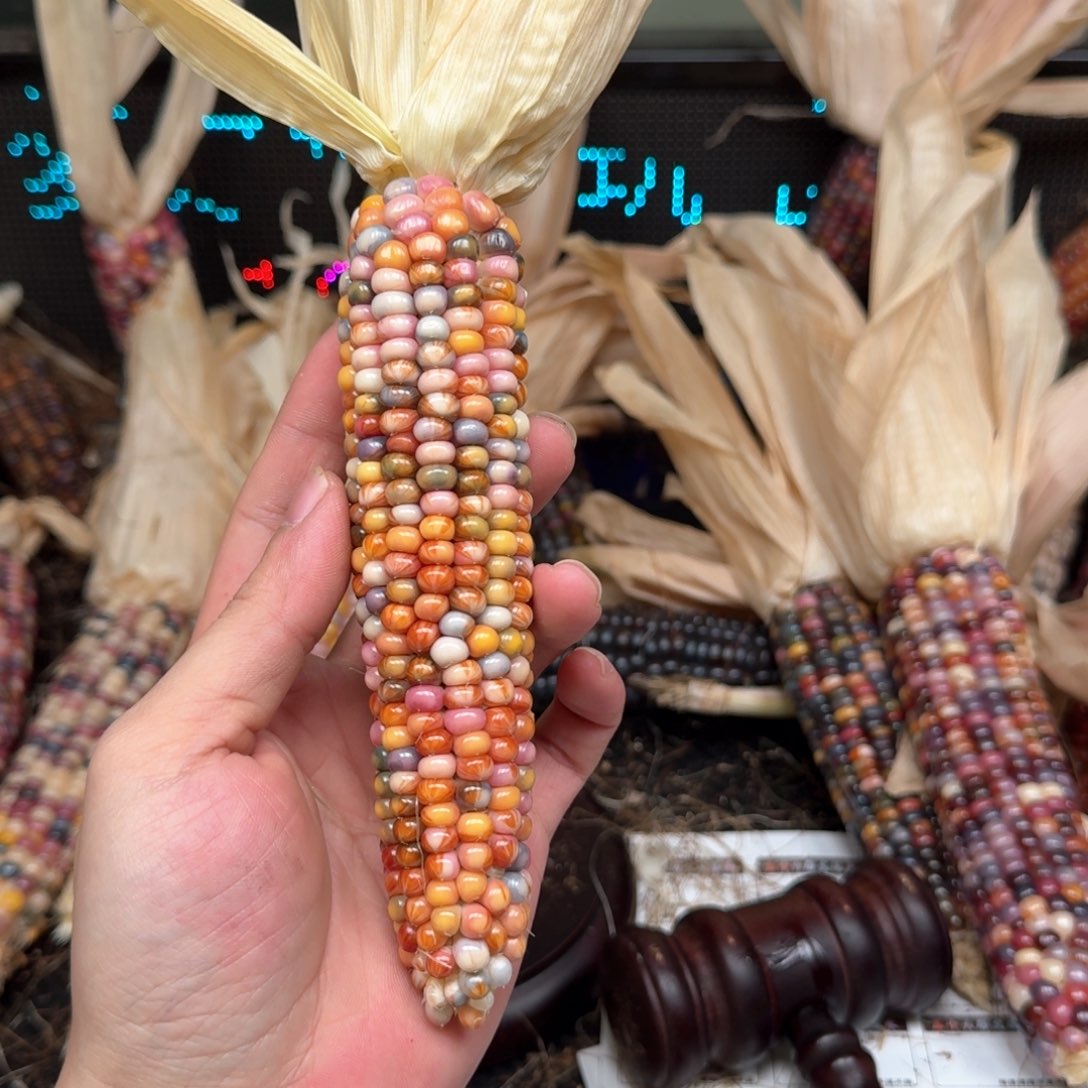 柏香籽/百香籽吊坠小**宝