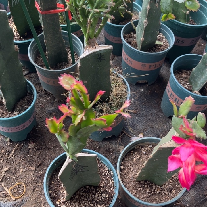 正***义55号桑吉塔单瓣花