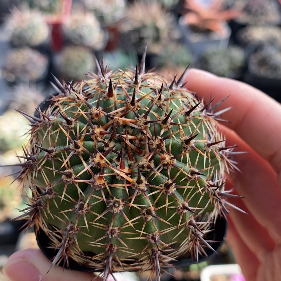 黄裳玉植播园艺优选
