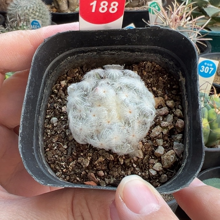 自根佛头白星一棵仙人球