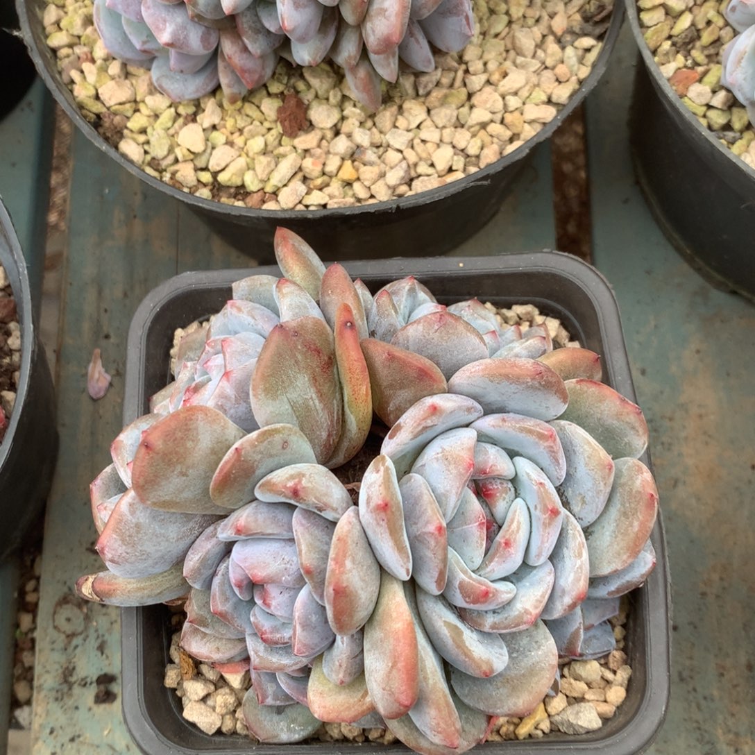 无花朵哈哈哈哈哈哈哈哈哈20