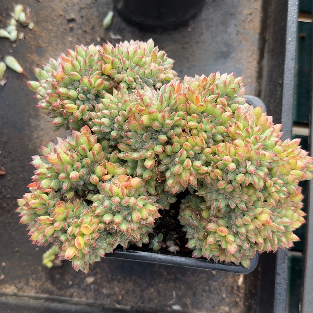 从前慢多肉编号冰淇淋缀