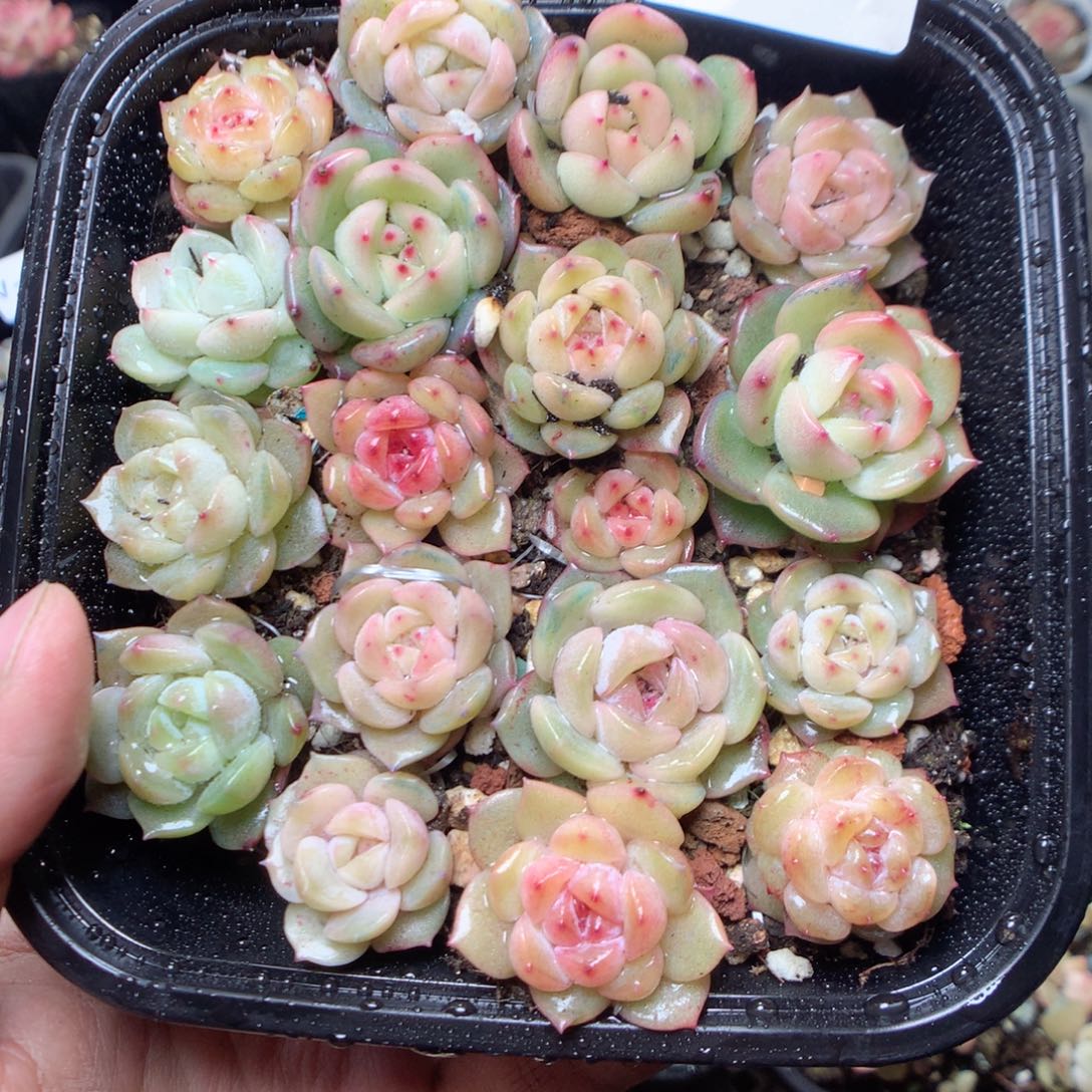 无花朵v148。yyyyyyy