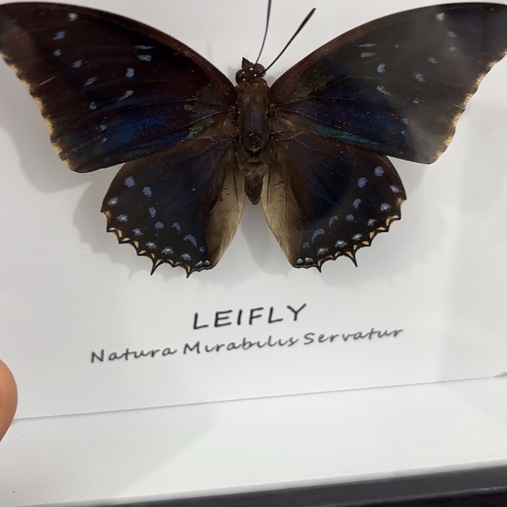 P***捏蝴蝶标本定制313@