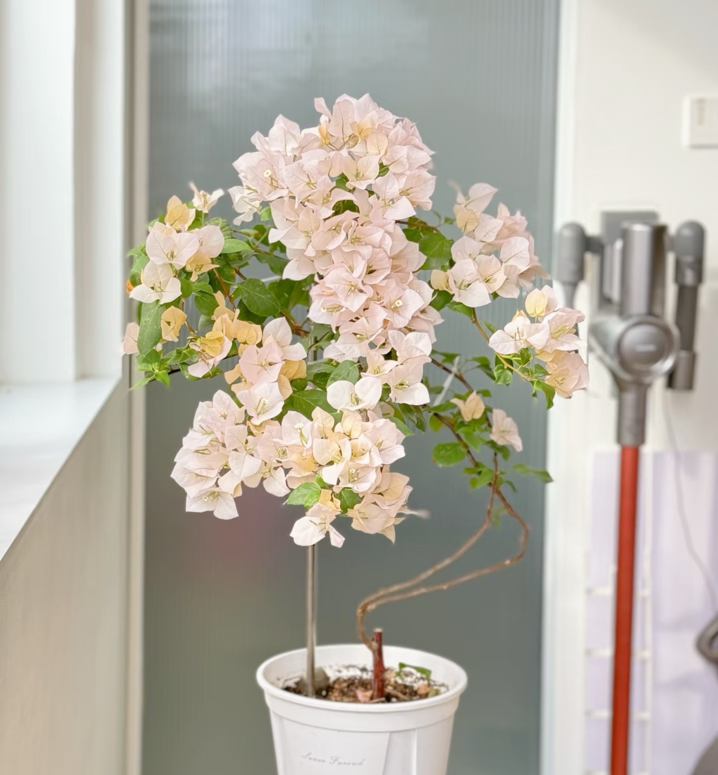 【阿达的喜悦】 勤花耐活观赏三角梅