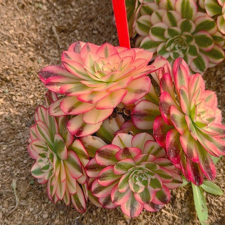 5-29倾城多肉法师