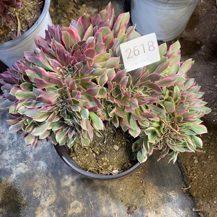 女神多肉断头不包2618