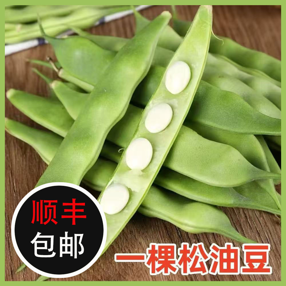 黑龙江农家新鲜现摘一棵松豆角开锅即烂口感鲜美