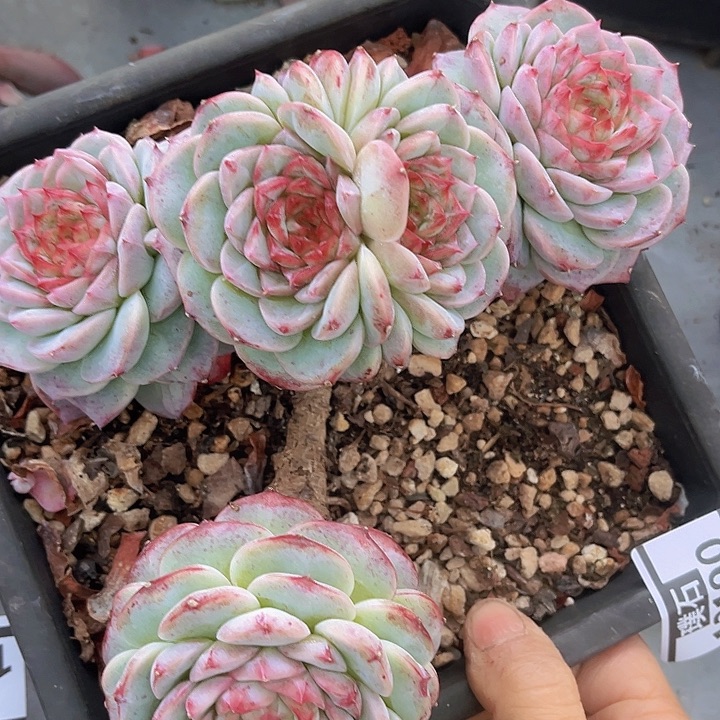 天鹅绒12190多肉植物