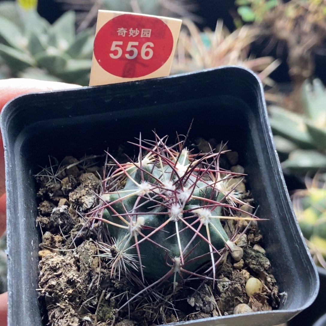 实生狂刺达氏青花虾3.3cm