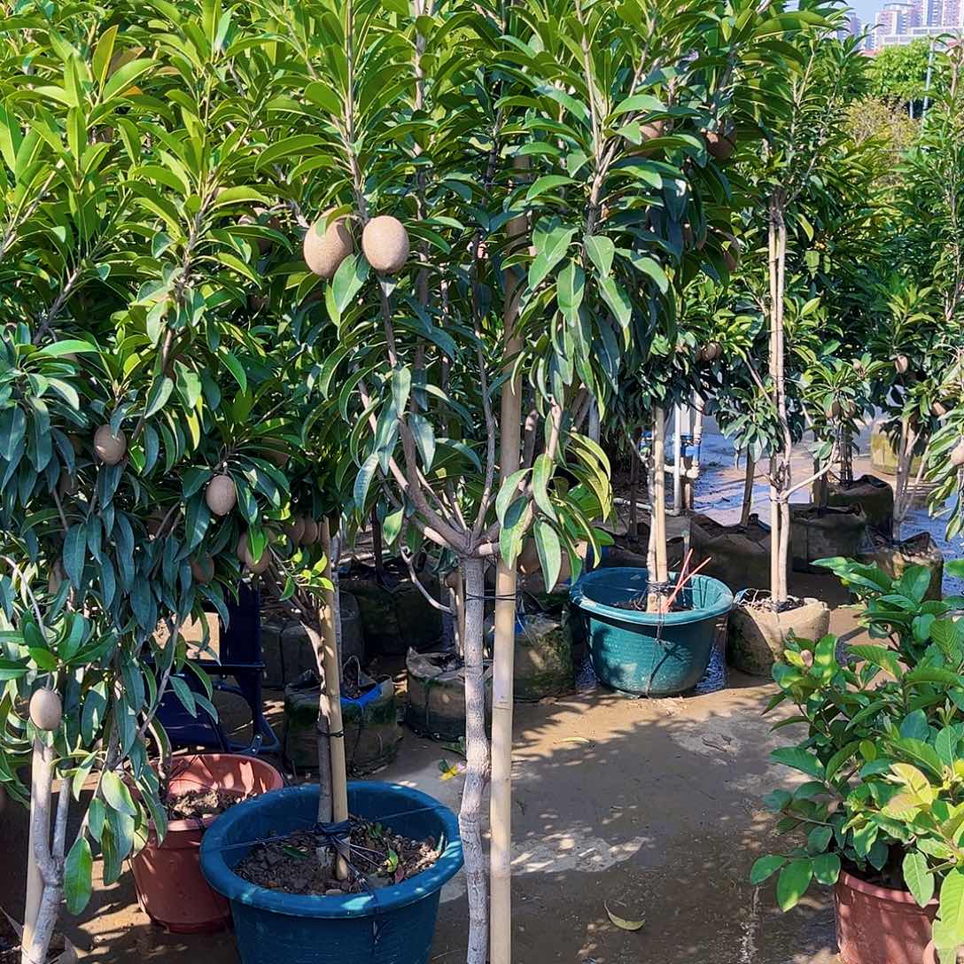 弯***道完全开放25799853258886434788