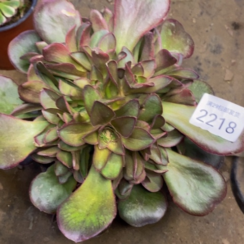 魅金玫瑰多肉植物2218