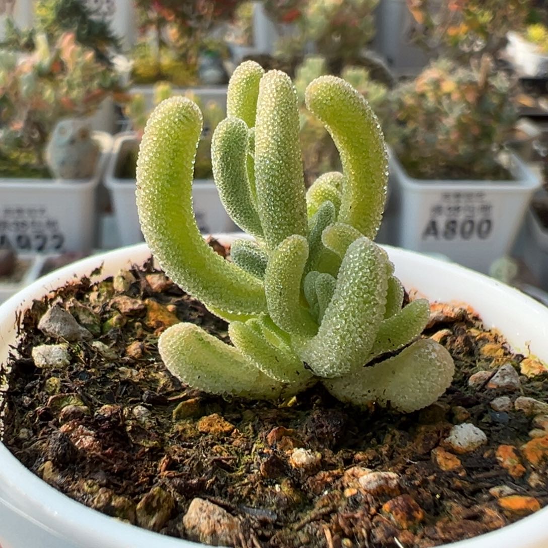 小***，4-135小鱼的专拍白闪光五彩型