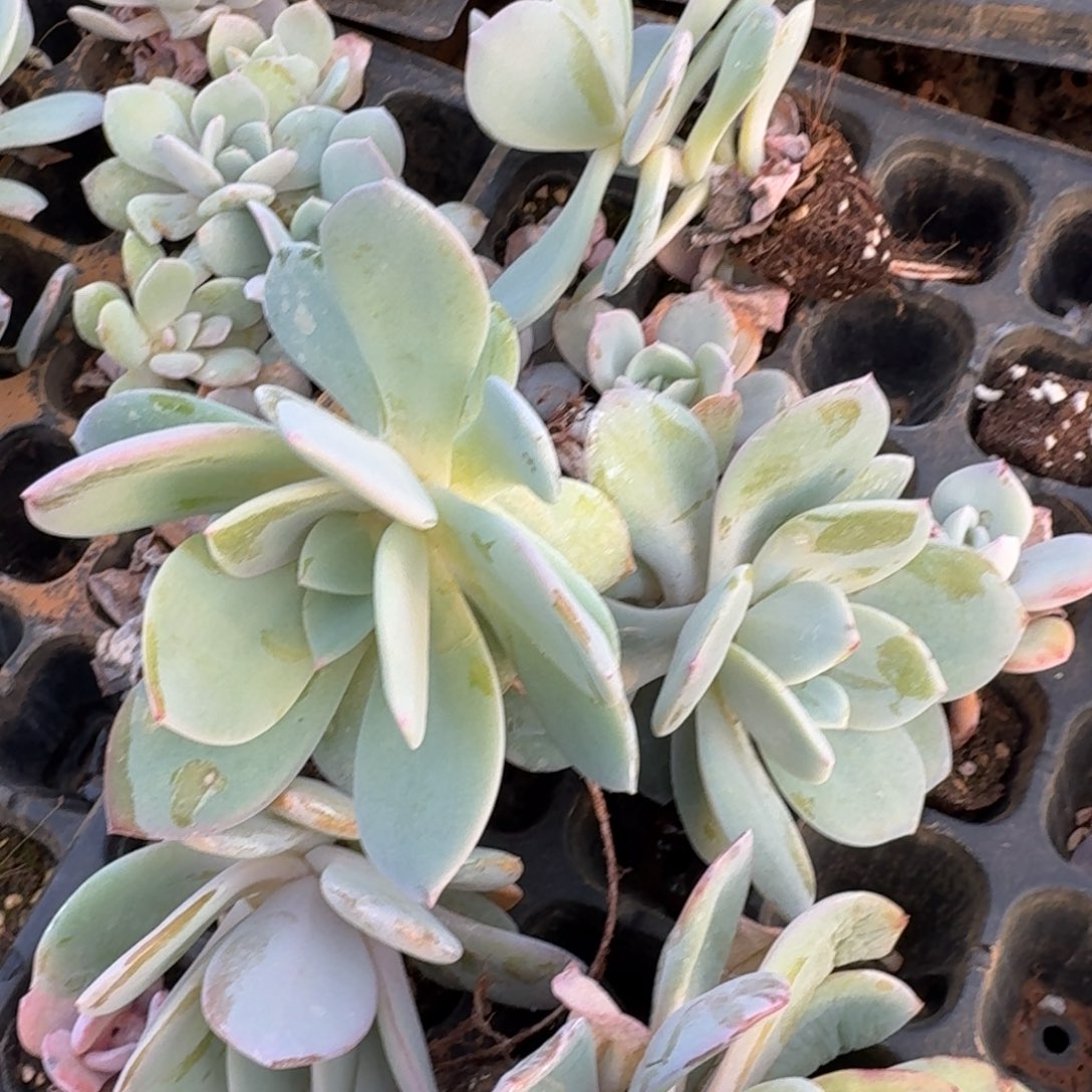 7-38雪莲杂交白凤大绿菜十棵量拍