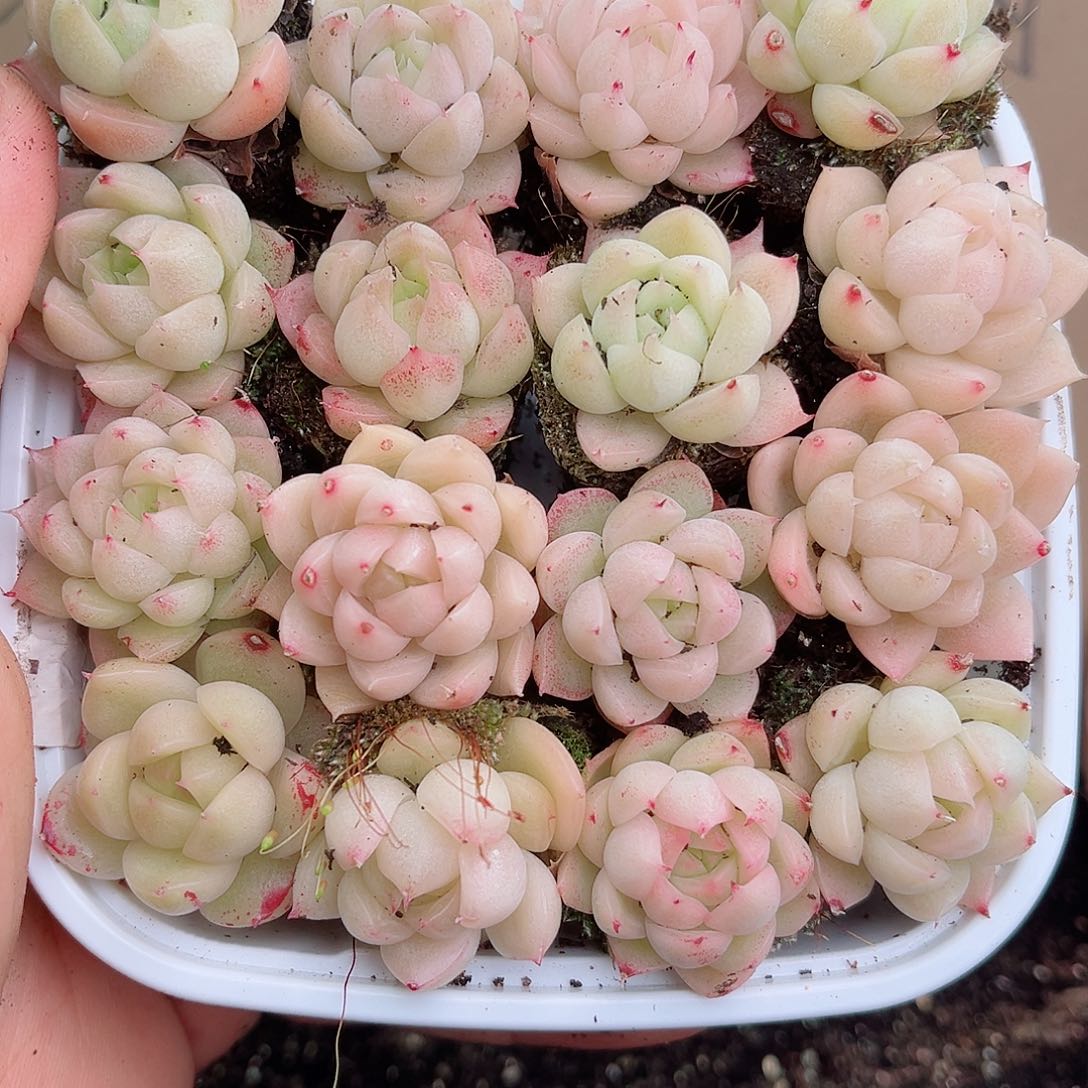 1-701 新疆西藏内蒙不发12.8包邮2-3公分多肉