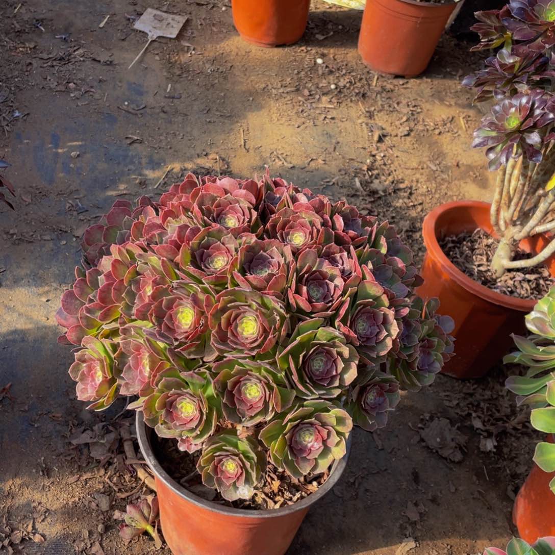 123456鲜花老桩变色龙