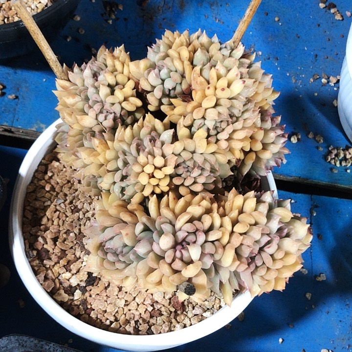 璀璨大缀化多肉植物