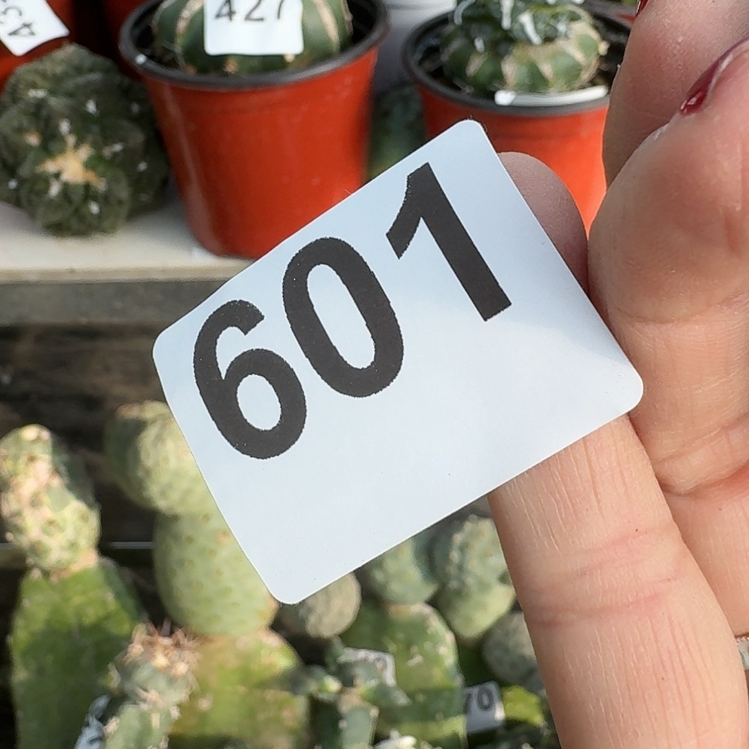 全部花朵精品大尤601