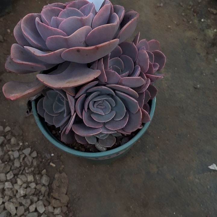 L***啦多肉植物一物一拍啦啦