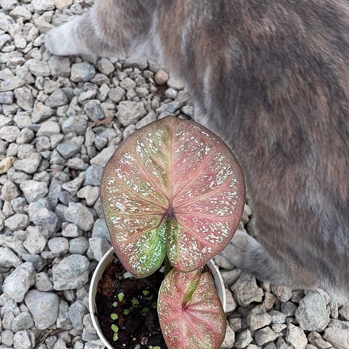 无花朵养定盆栽泰彩