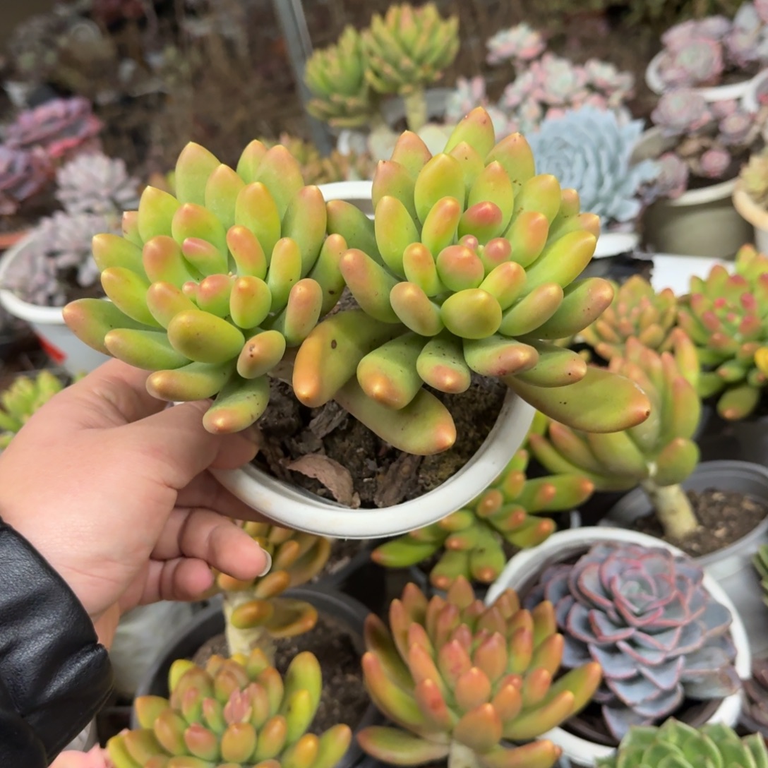 金蝉双头老桩多肉