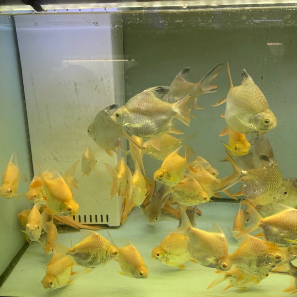 元宝鲫鱼热带淡水观赏鱼可做龙虎鱼配鱼好养耐活